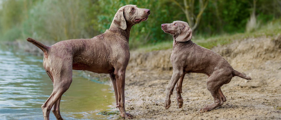 ¿Cuándo se convertirá mi cachorro en un perro adulto?