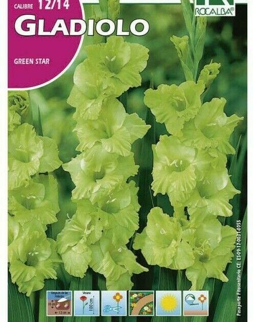 FLORES BULBOS GLADIOLO GREEN STAR -VERDE BULBOS DE PRIMAVERA