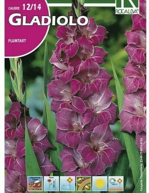 FLORES BULBOS GLADIOLO WHITE FRIENDSHIP -BLANCO FLOR RIZADA BULBOS DE PRIMAVERA