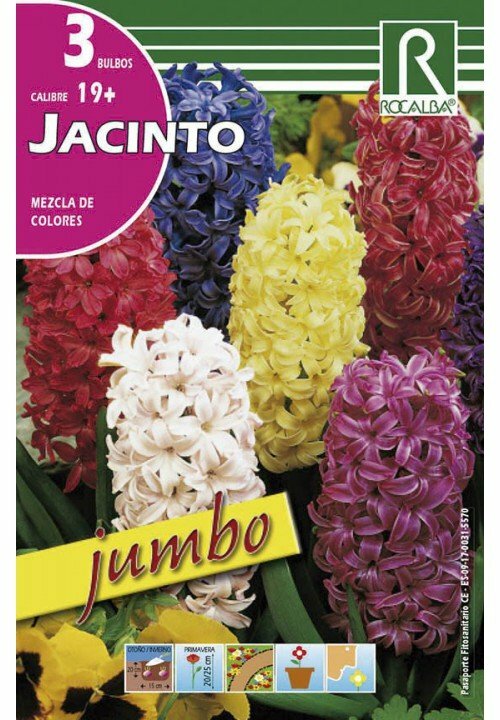 FLORES BULBOS JACINTOS JUMBO -MEZCLA DE COLORES BULBOS DE OTOÑO