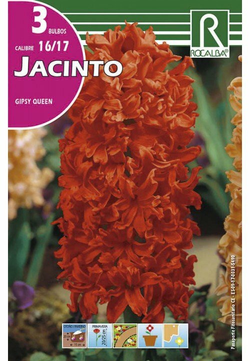 FLORES BULBOS JACINTO GIPSY QUEEN -NARANJA BULBOS DE OTOÑO