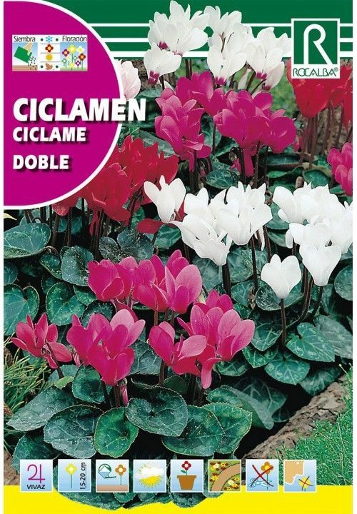 FLORES CICLAMEN DE PERSIA GIGANTE VARIADO