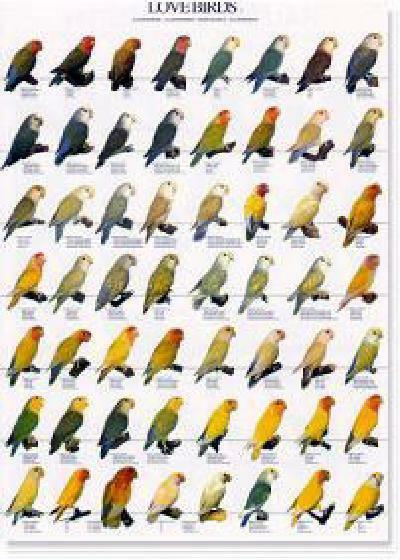 POSTERS Y LAMINAS INSEPARABLES I - AGAPORNIS (LOVEBIRDS)