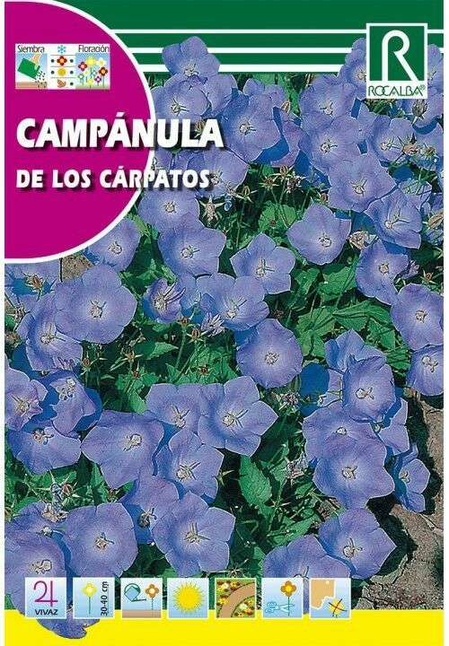 FLORES CAMPÁNULA DE LOS CÁRPATOS AZUL