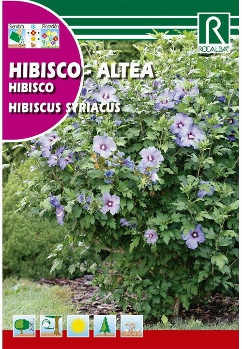 ARBOL HIBISCO - ALTEA