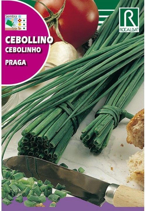 AROMATICAS Y MEDICINALES CEBOLLINO