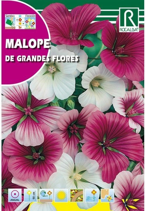FLORES MALOPE DE GRANDES FLORES VARIADA