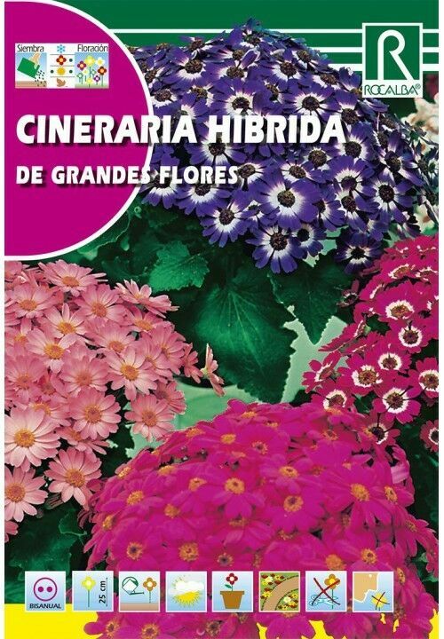 FLORES CINERARIA HÍBRIDA DE GRANDES FLORES