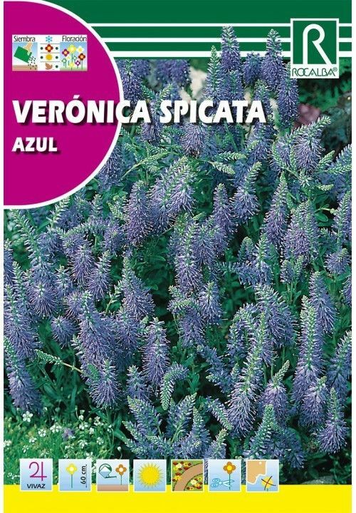 FLORES VERONICA SPICATA AZUL