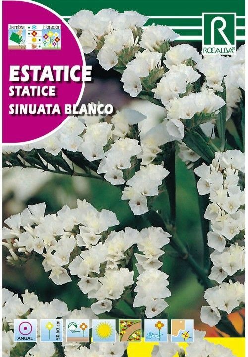 FLORES ESTATICE SINUATA BLANCO