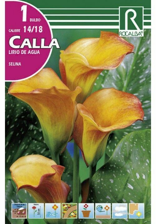 FLORES BULBOS CALLA SELINA -AMARILLO CON ROJO BULBOS DE PRIMAVERA