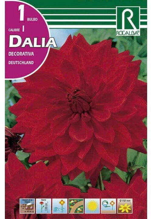 FLORES BULBOS DALIA DEUTSCHLAND -ROJO ESCARLATA BULBOS DE PRIMAVERA