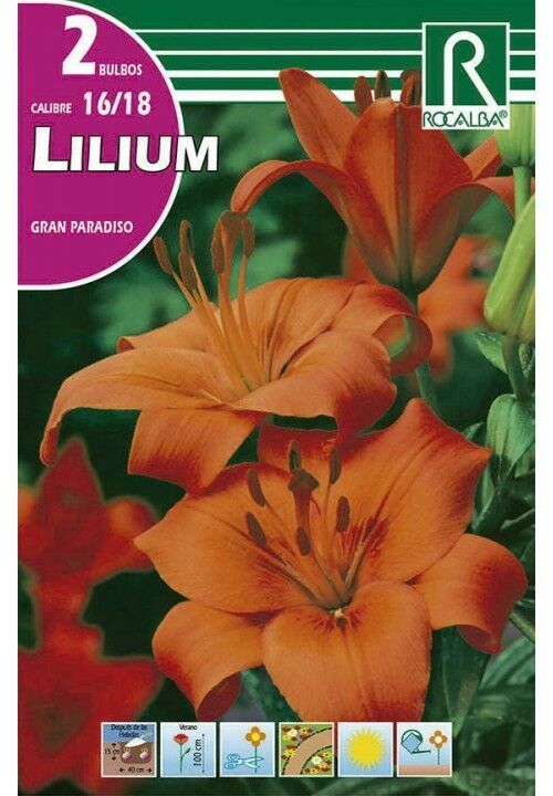 FLORES BULBOS LILIUM GRAN PARADISO -ROJO BULBOS DE PRIMAVERA