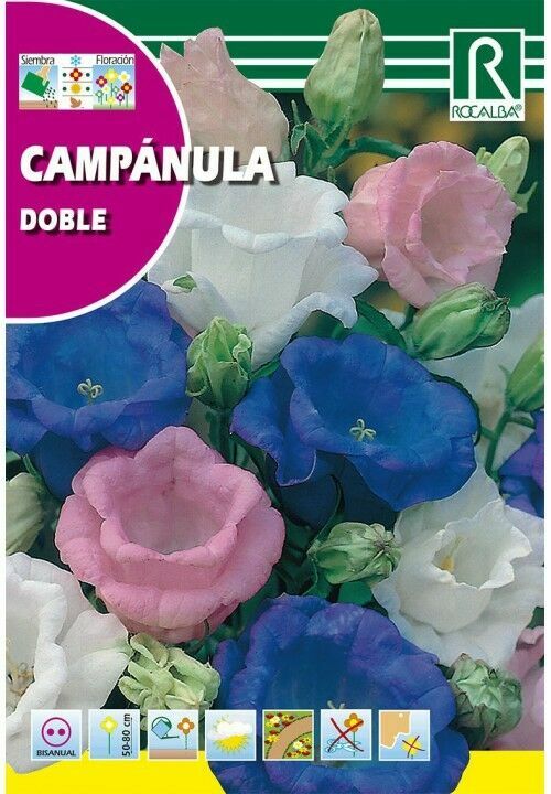 FLORES CAMPANULA