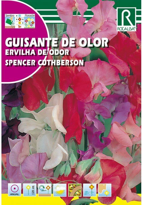 FLORES GUISANTE DE OLOR SPENCER CUTHBERSON VARIADO