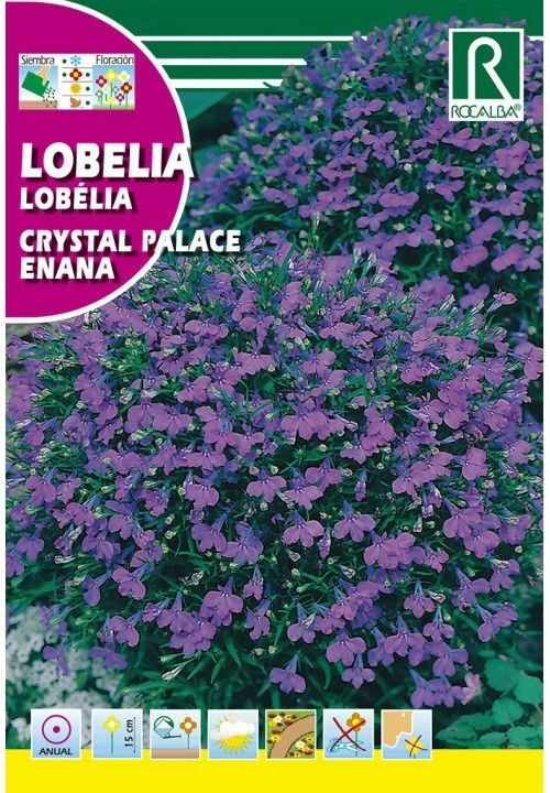 FLORES PETUNIA HÍBRIDA COMPACTA ENANA AZUL