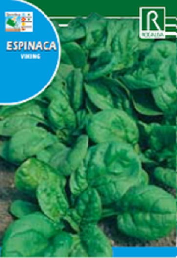 HORTALIZAS ESPINACA