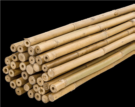 Tutor Bambú Tailandés 210 cm - 18/20mm