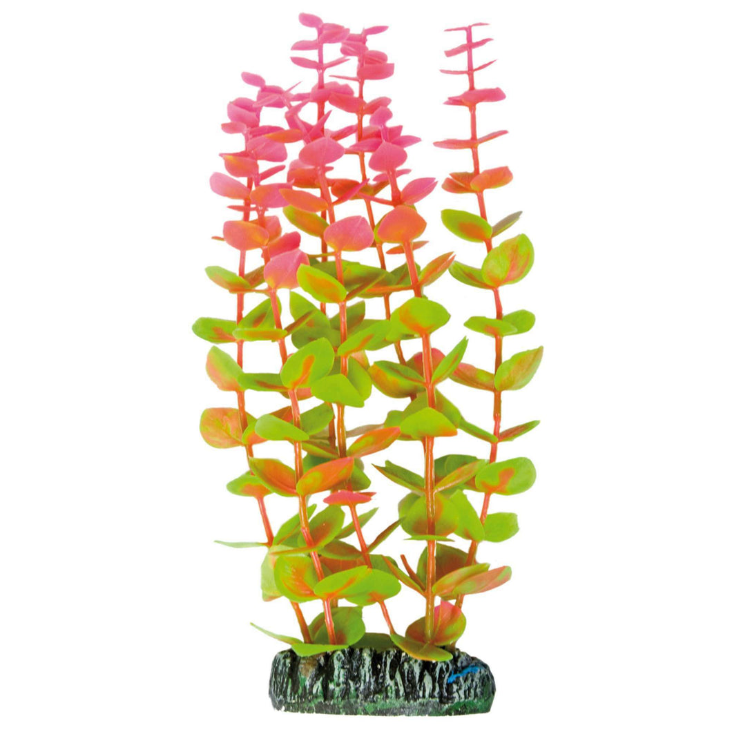 Alternanthera de AQUATIC PLANTS (PLÁSTICO)