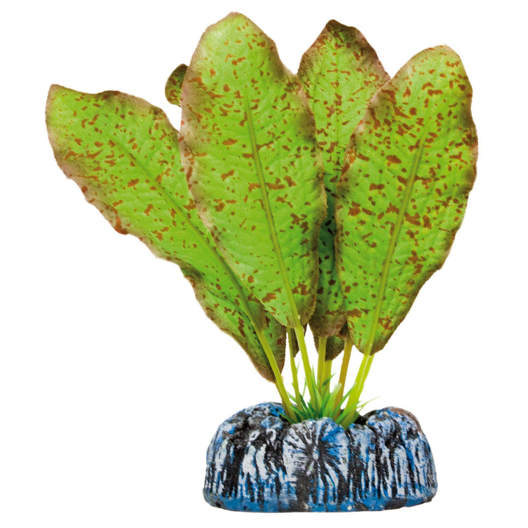 Echinodorus moteado de AQUATIC PLANTS (SEDA)